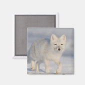 Polarfuchs, Alaska Magnet (Vorderseite/Rückseite)