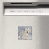 Polarfuchs, Alaska Magnet (In Situ (Geschirrspüler))