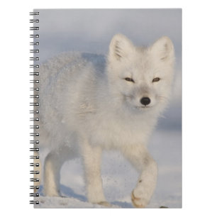 Polarfuchs, Alaska Notizblock