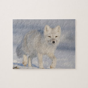 Polarfuchs, Alaska Puzzle