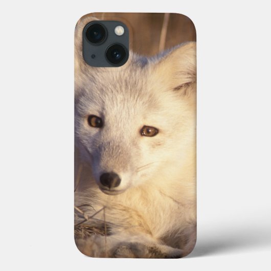 Polarfuchs, Alopex lagopus Case-Mate iPhone Hülle (Rückseite)