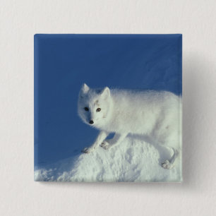 Polarfuchs Alopex lagopus) Ein Polarfuchs Button