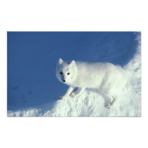 Polarfuchs (Alopex lagopus) Ein Polarfuchs Fotodruck