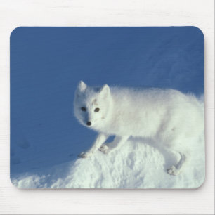 Polarfuchs Alopex lagopus) Ein Polarfuchs Mousepad