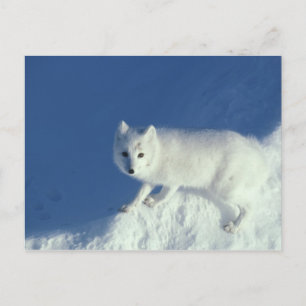 Polarfuchs Alopex lagopus) Ein Polarfuchs Postkarte
