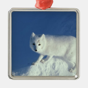 Polarfuchs Alopex lagopus) Ein Polarfuchs Silbernes Ornament