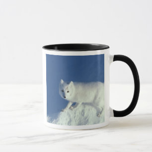Polarfuchs Alopex lagopus) Ein Polarfuchs Tasse