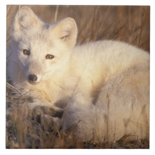 Polarfuchs, Alopex lagopus Fliese