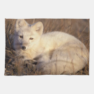Polarfuchs, Alopex lagopus Geschirrtuch
