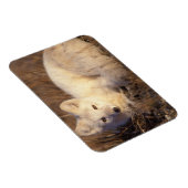 Polarfuchs, Alopex lagopus Magnet (Rechte Seite)
