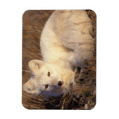 Polarfuchs, Alopex lagopus Magnet (Vertikal)