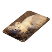 Polarfuchs, Alopex lagopus Magnet (Linke Seite)