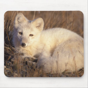 Polarfuchs, Alopex lagopus Mousepad