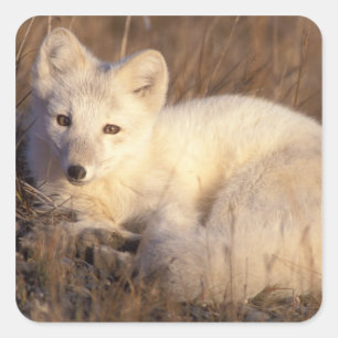 Polarfuchs, Alopex lagopus Quadratischer Aufkleber