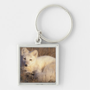 Polarfuchs, Alopex lagopus Schlüsselanhänger