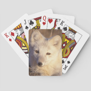 Polarfuchs, Alopex lagopus Spielkarten