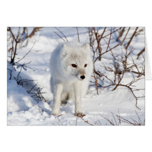 Polarfuchs, Churchill Wildlife Management Area