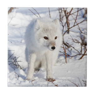 Polarfuchs, Churchill Wildlife Management Area Fliese