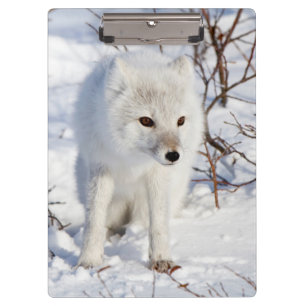 Polarfuchs, Churchill Wildlife Management Area Klemmbrett