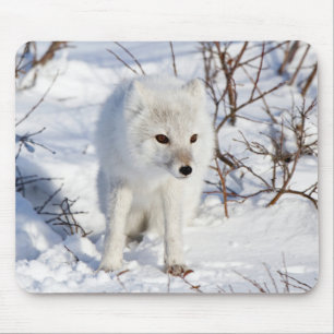Polarfuchs, Churchill Wildlife Management Area Mousepad