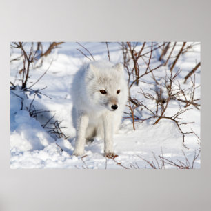 Polarfuchs, Churchill Wildlife Management Area Poster