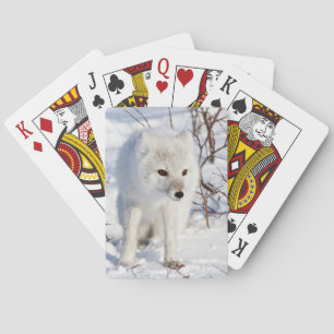 Polarfuchs, Churchill Wildlife Management Area Spielkarten