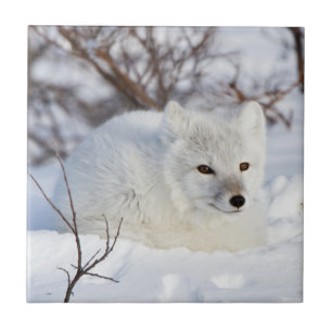 Polarfuchs im Winter Fliese