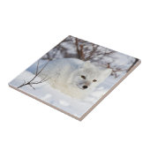 Polarfuchs im Winter Fliese (Seite)