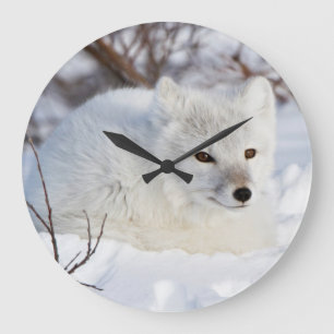 Polarfuchs im Winter Große Wanduhr