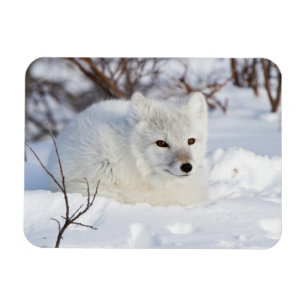 Polarfuchs im Winter Magnet