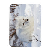 Polarfuchs im Winter Magnet (Vertikal)