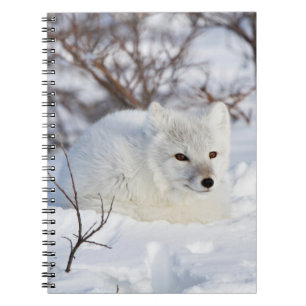 Polarfuchs im Winter Notizblock