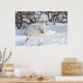 Polarfuchs im Winter Poster (Küche)