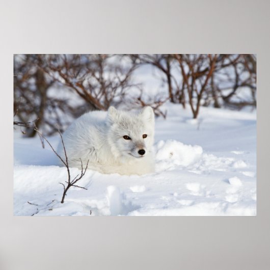 Polarfuchs im Winter Poster (Vorne)