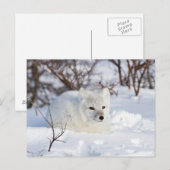 Polarfuchs im Winter Postkarte (Vorne/Hinten)