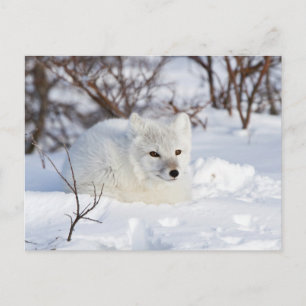 Polarfuchs im Winter Postkarte