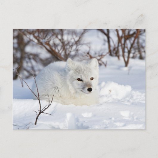 Polarfuchs im Winter Postkarte (Vorderseite)