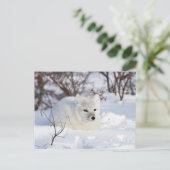Polarfuchs im Winter Postkarte (Stehend Vorderseite)