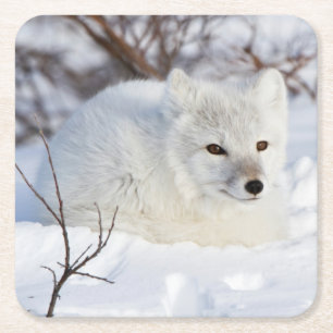 Polarfuchs im Winter Rechteckiger Pappuntersetzer