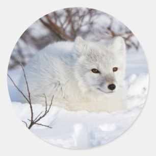 Polarfuchs im Winter Runder Aufkleber