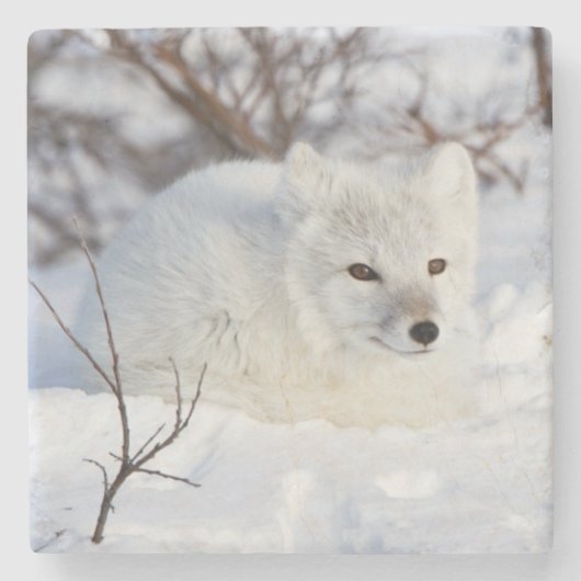 Polarfuchs im Winter Steinuntersetzer (Vorderseite)
