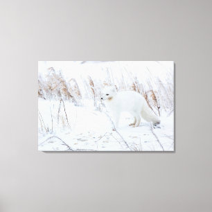 Polarfuchs Leinwanddruck