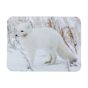 Polarfuchs Magnet