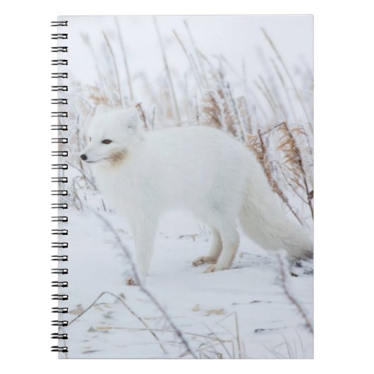 Polarfuchs Notizblock (Vorderseite)