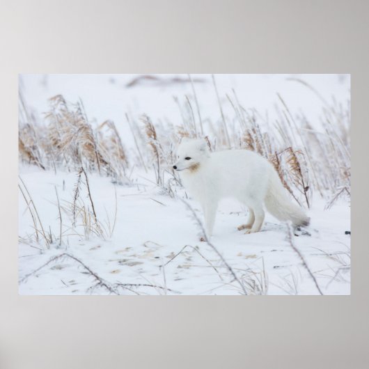 Polarfuchs Poster (Vorne)