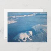 Polarfuchs- Postkarte (Vorne/Hinten)