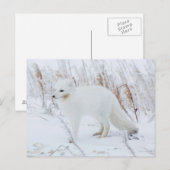 Polarfuchs Postkarte (Vorne/Hinten)