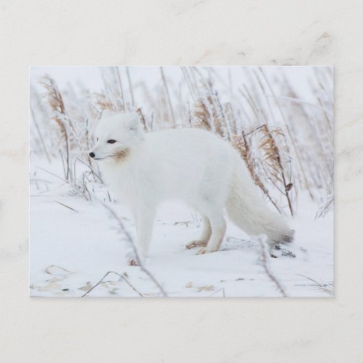 Polarfuchs Postkarte (Vorderseite)