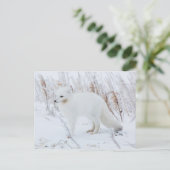 Polarfuchs Postkarte (Stehend Vorderseite)