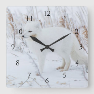 Polarfuchs Quadratische Wanduhr